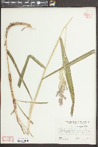 Sorghum bicolor image