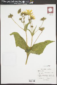 Silphium perfoliatum image
