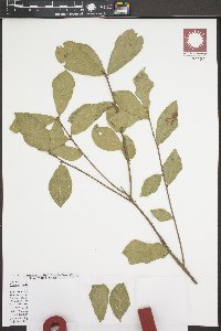 Quercus myrtifolia image