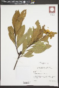 Gordonia lasianthus image