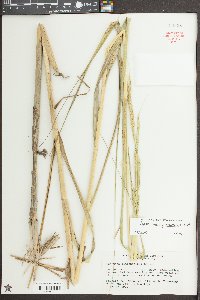 Spartina cynosuroides image
