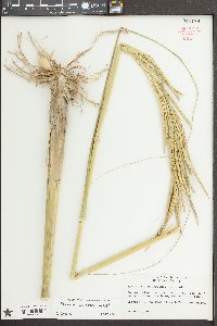 Spartina cynosuroides image