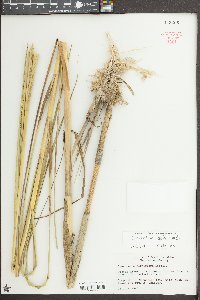Spartina alterniflora image