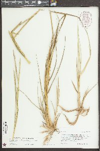 Spartina alterniflora image