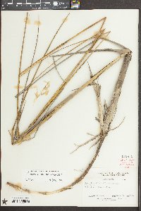 Spartina alterniflora image