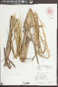 Spartina alterniflora image