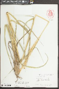 Spartina alterniflora image