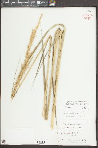 Spartina alterniflora image