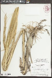 Spartina alterniflora image