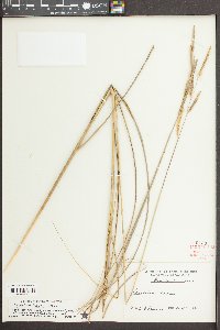 Spartina bakeri image