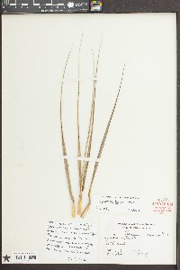 Spartina bakeri image