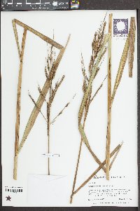 Spartina cynosuroides image