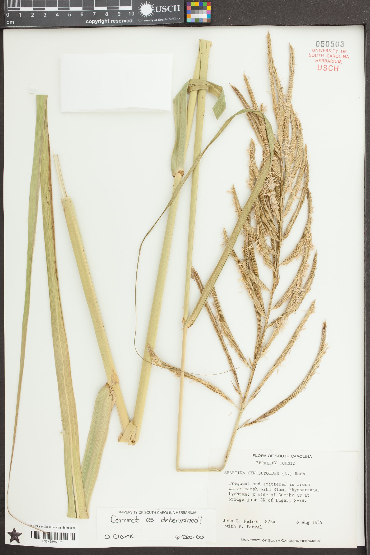 Spartina cynosuroides image
