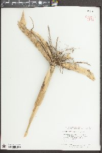 Spartina cynosuroides image