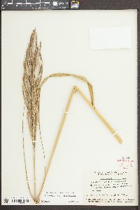 Spartina cynosuroides image