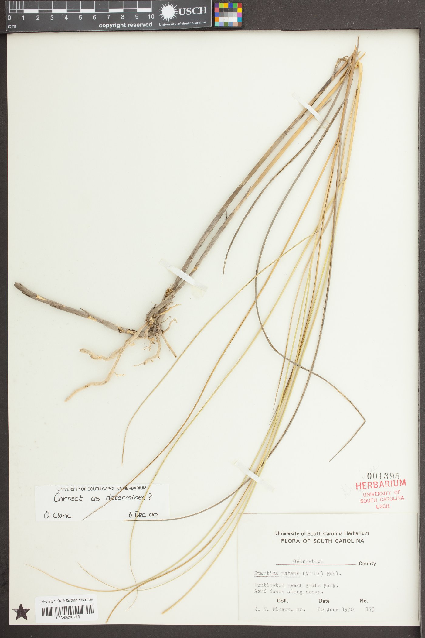 Spartina patens image