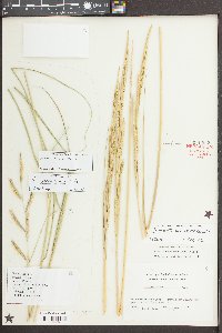 Spartina alterniflora image