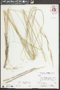 Spartina patens image