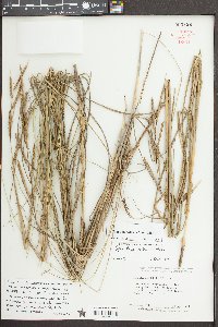 Spartina patens image