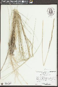 Spartina patens image