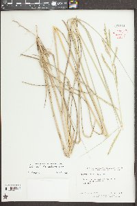 Spartina patens image