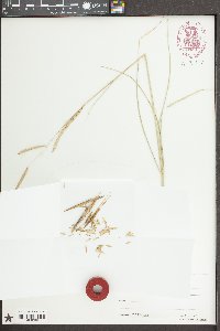 Spartina patens image
