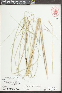 Spartina patens image