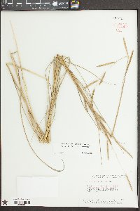 Spartina patens image