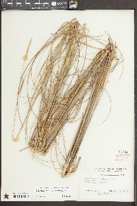 Spartina patens image