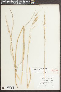 Spartina patens image
