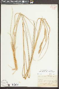 Spartina patens image