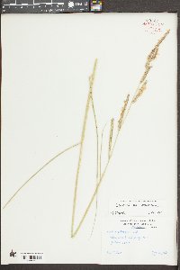 Spartina patens image