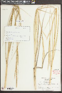 Spartina alterniflora image
