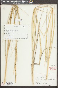 Spartina alterniflora image