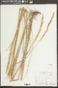 Spartina alterniflora image
