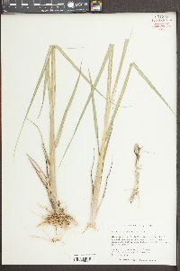 Spartina alterniflora image
