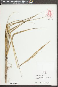 Spartina alterniflora image