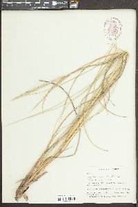 Spartina patens image