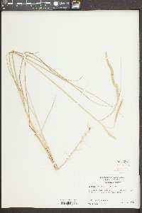 Spartina patens image