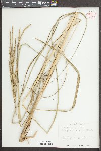 Spartina pectinata image