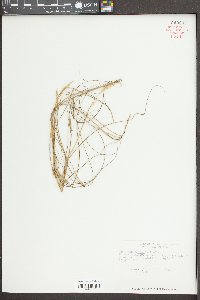 Spartina patens image