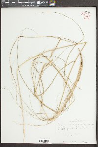 Spartina patens image