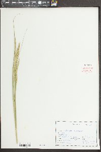 Spartina pectinata image