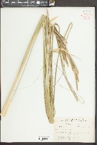 Spartina pectinata image