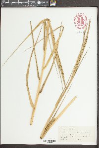 Spartina townsendii image