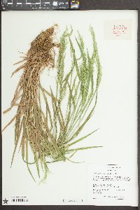 Sphenopholis intermedia image