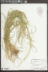 Sphenopholis intermedia image