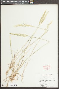Sphenopholis intermedia image
