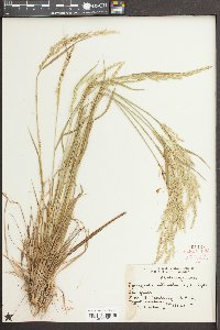 Sphenopholis intermedia image