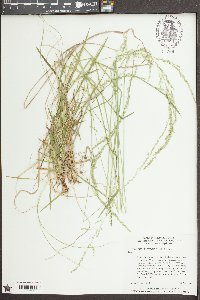 Sphenopholis nitida image